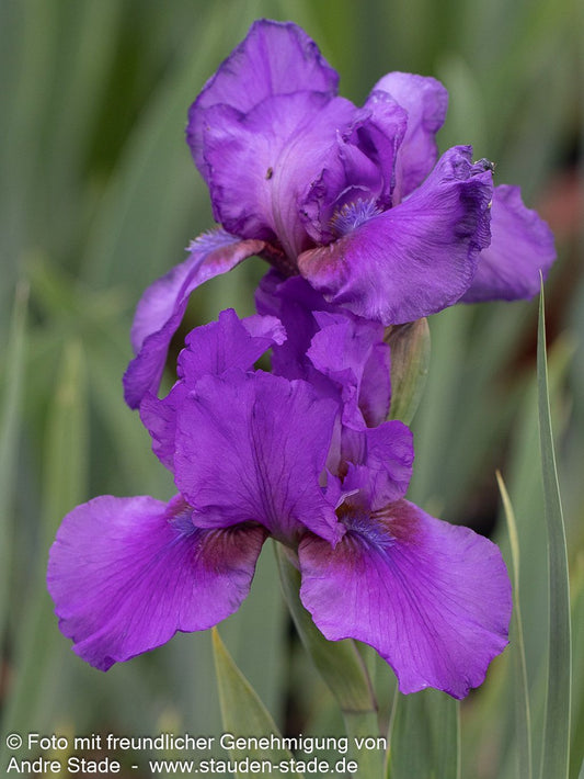 Mittelhohe Bart-Schwertlilie 'Verse' (Iris x barb.-media)