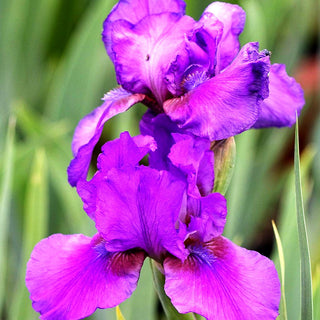 Mittelhohe Bart-Schwertlilie 'Verse' (Iris x barb.-media)