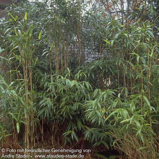Mittelhoher Bambus (Pseudosasa japonica)