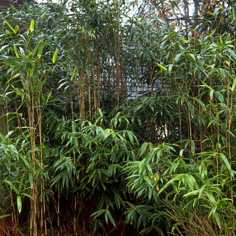Mittelhoher Bambus (Pseudosasa japonica)