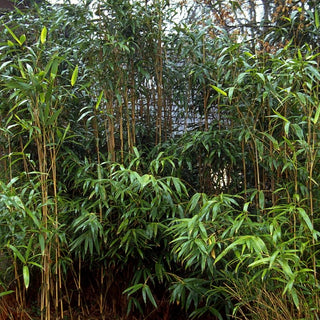 Mittelhoher Bambus (Pseudosasa japonica)