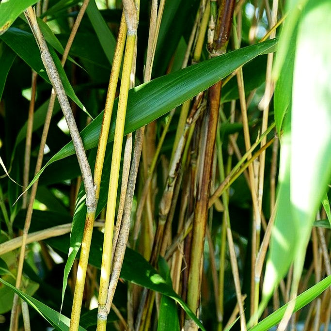 Mittelhoher Bambus (Pseudosasa japonica)