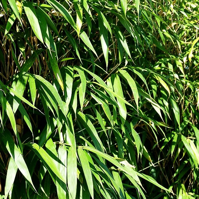 Mittelhoher Bambus (Pseudosasa japonica)