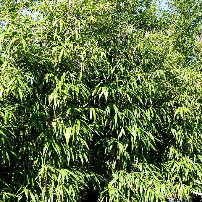 Mittelhoher Bambus (Pseudosasa japonica)