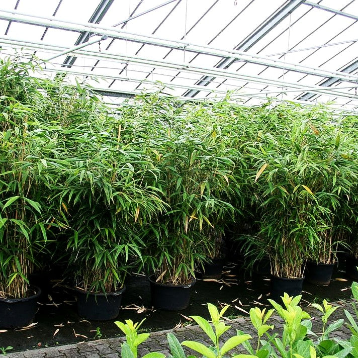 Mittelhoher Bambus (Pseudosasa japonica)