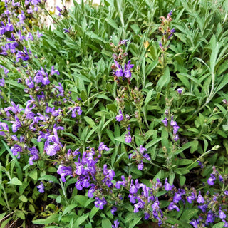 Mittelmeer-Salbei (Salvia blancoana)