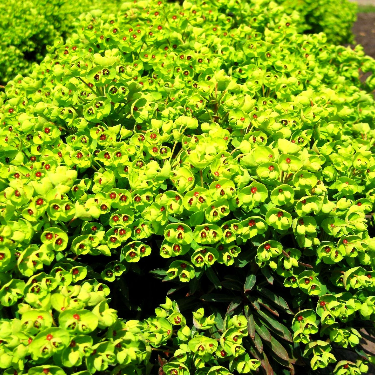 Mittelmeer-Wolfsmilch 'Baby Charm' (Euphorbia x martinii)