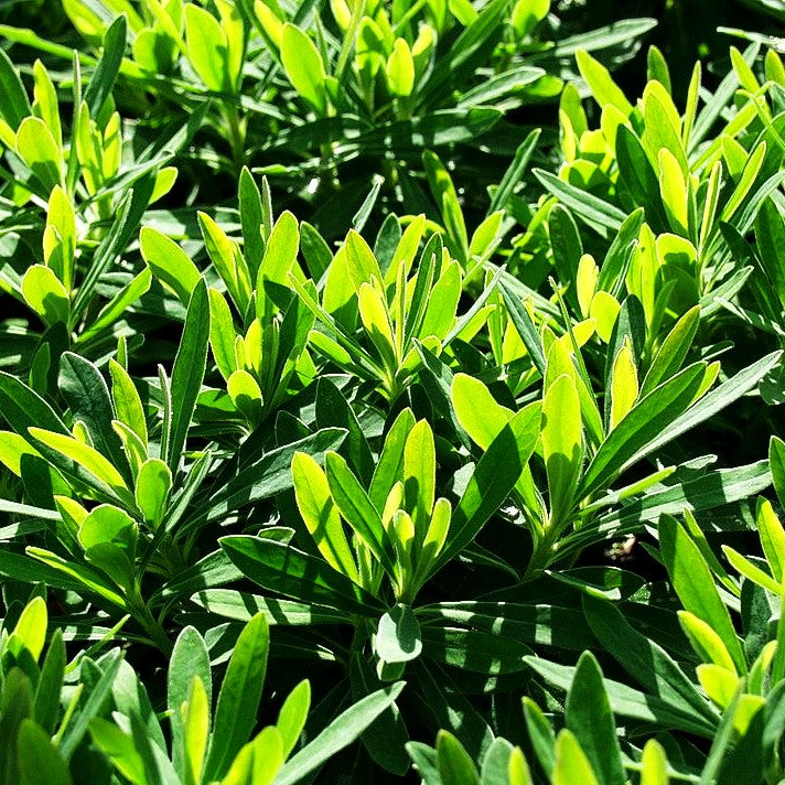 Mittelmeer-Wolfsmilch 'Baby Charm' (Euphorbia x martinii)