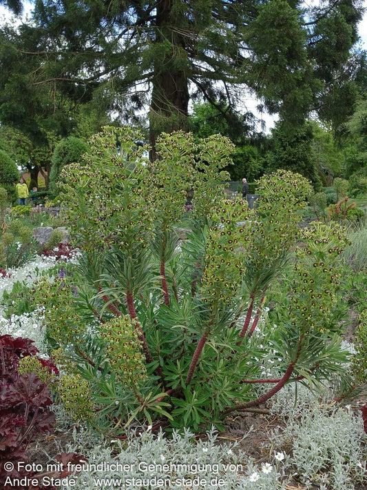 Mittelmeer-Wolfsmilch 'Black Pearl' (Euphorbia characias)