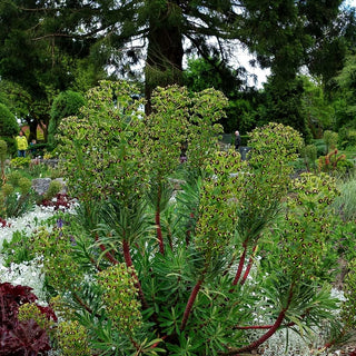 Mittelmeer-Wolfsmilch 'Black Pearl' (Euphorbia characias)