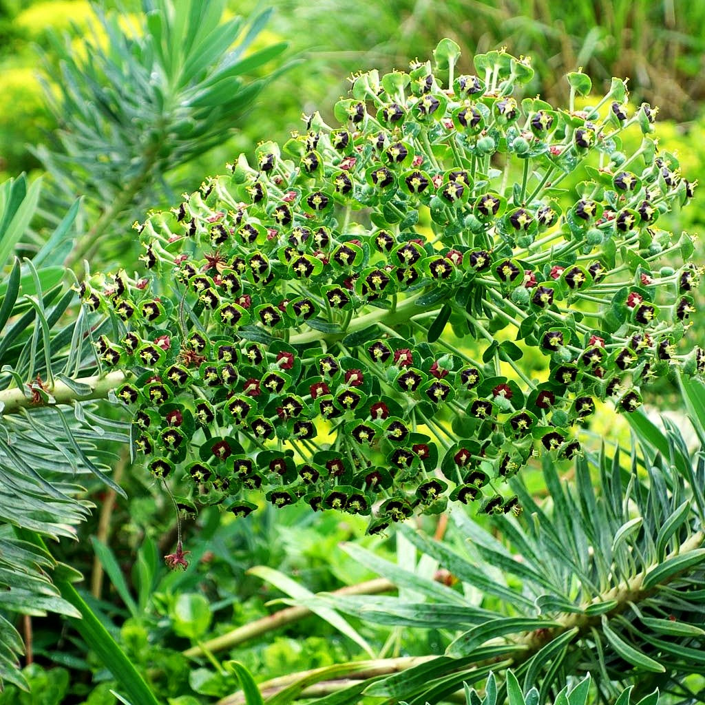 Mittelmeer-Wolfsmilch 'Black Pearl' (Euphorbia characias)