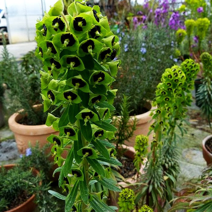 Mittelmeer-Wolfsmilch 'Black Pearl' (Euphorbia characias)