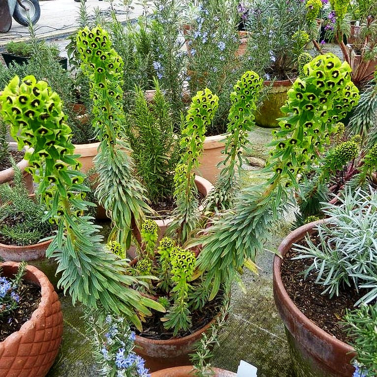 Mittelmeer-Wolfsmilch 'Black Pearl' (Euphorbia characias)