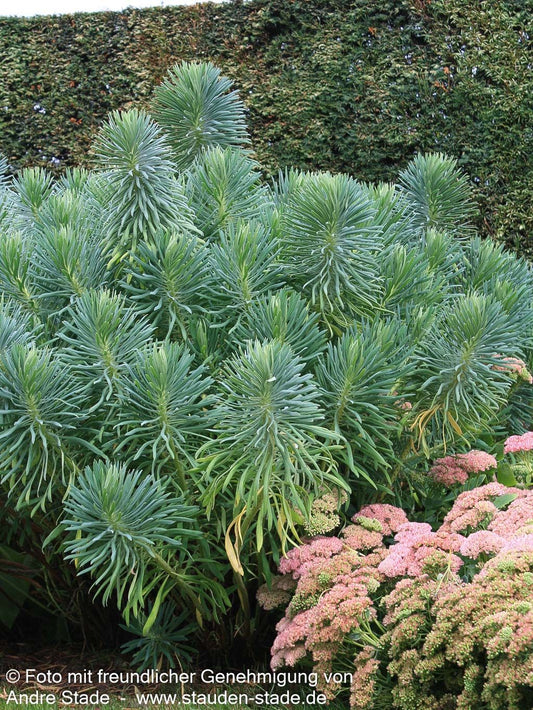 Mittelmeer-Wolfsmilch (Euphorbia characias ssp.wulfenii)