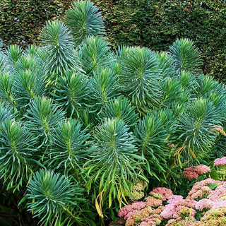 Mittelmeer-Wolfsmilch (Euphorbia characias ssp.wulfenii)
