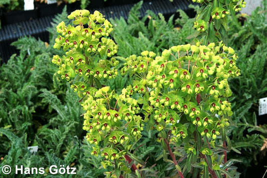 Mittelmeer-Wolfsmilch (Euphorbia x martinii)