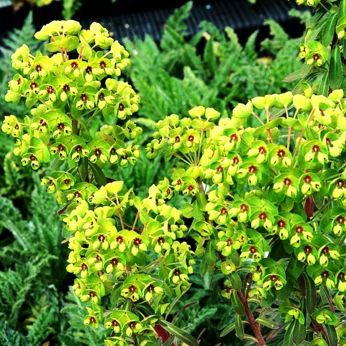 Mittelmeer-Wolfsmilch (Euphorbia x martinii)