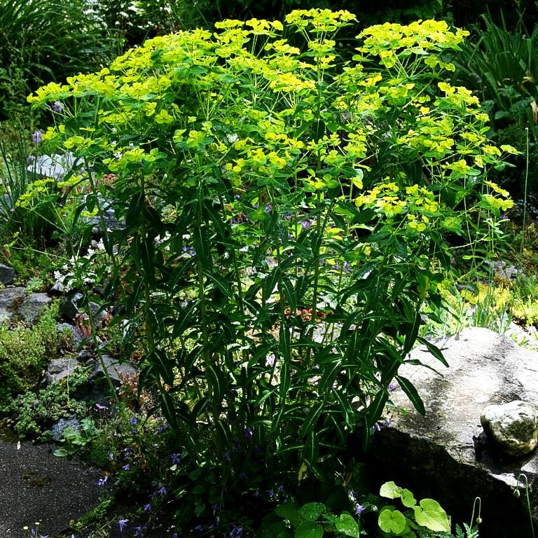 Mittelmeer-Wolfsmilch (Euphorbia x martinii)