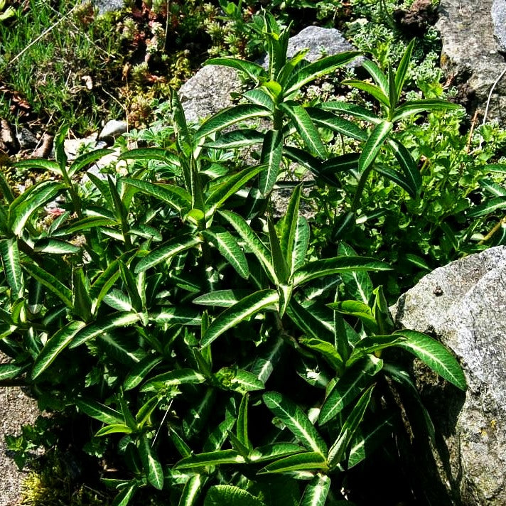 Mittelmeer-Wolfsmilch (Euphorbia x martinii)