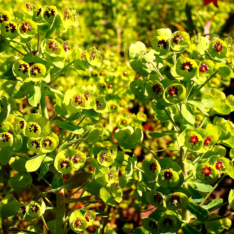 Mittelmeer-Wolfsmilch (Euphorbia x martinii)