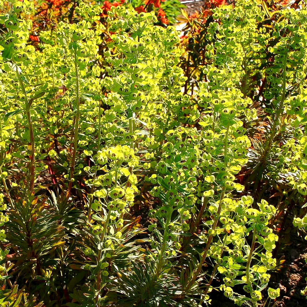 Mittelmeer-Wolfsmilch (Euphorbia x martinii)