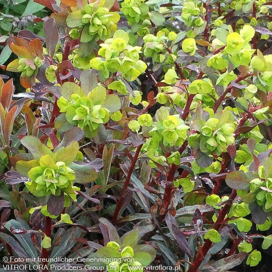 Mittelmeer-Wolfsmilch 'Walberton's Ruby Glow' (Euphorbia x mart.)