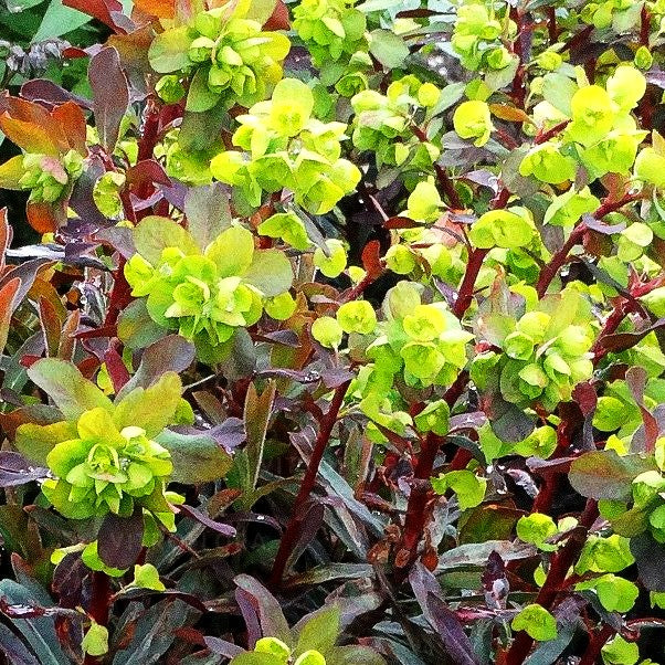 Mittelmeer-Wolfsmilch 'Walberton's Ruby Glow' (Euphorbia x mart.)