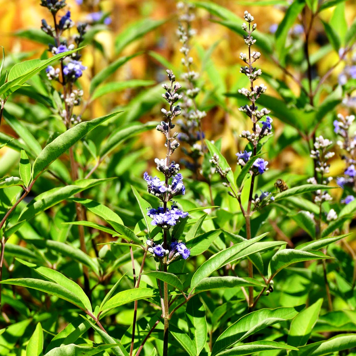 Mönchspfeffer 'Blue Diddley' (Vitex agnus-castus)
