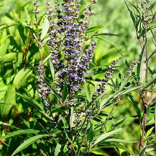Mönchspfeffer 'Delta Blues' (Vitex agnus-castus)