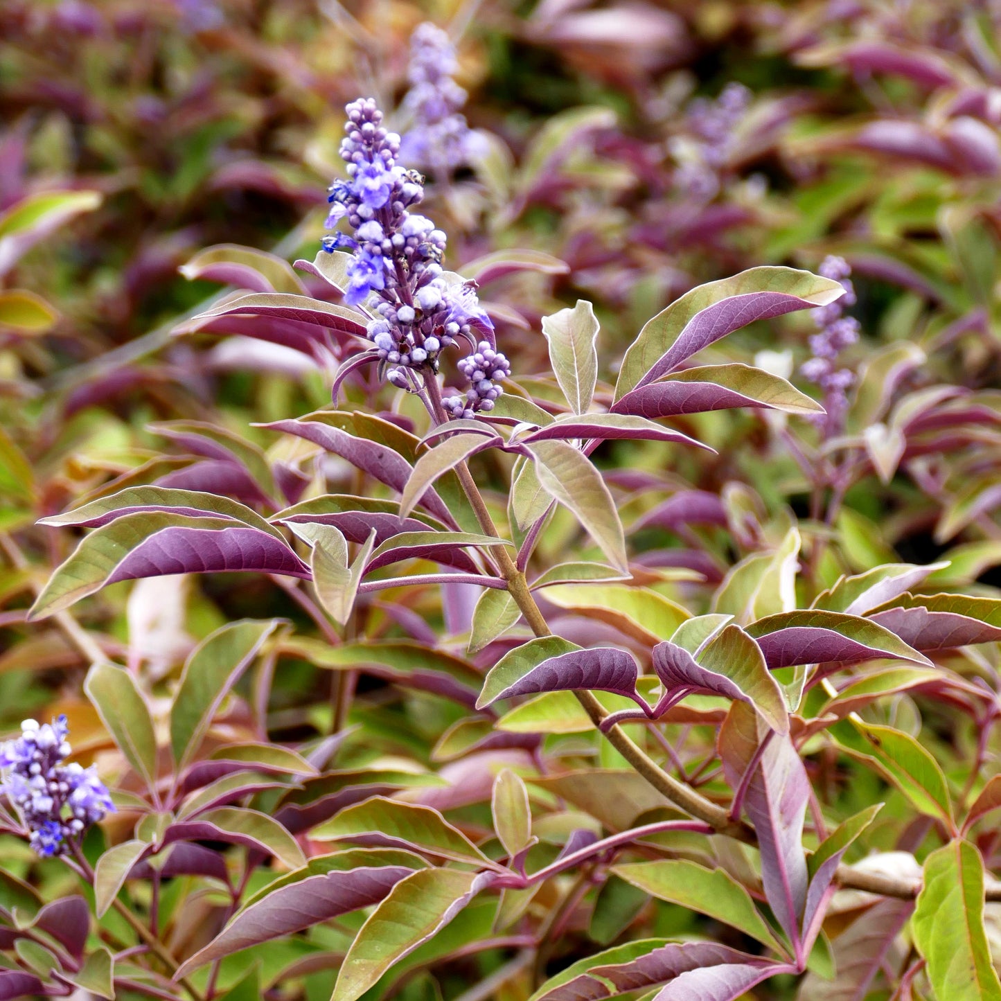 Mönchspfeffer 'Flip Side' (Vitex agnus-castus)