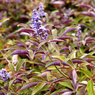 Mönchspfeffer 'Flip Side' (Vitex agnus-castus)