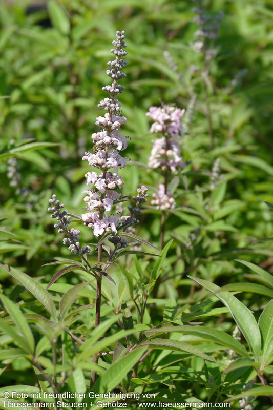 Mönchspfeffer 'Galactic Pink' (Vitex agnus-castus)