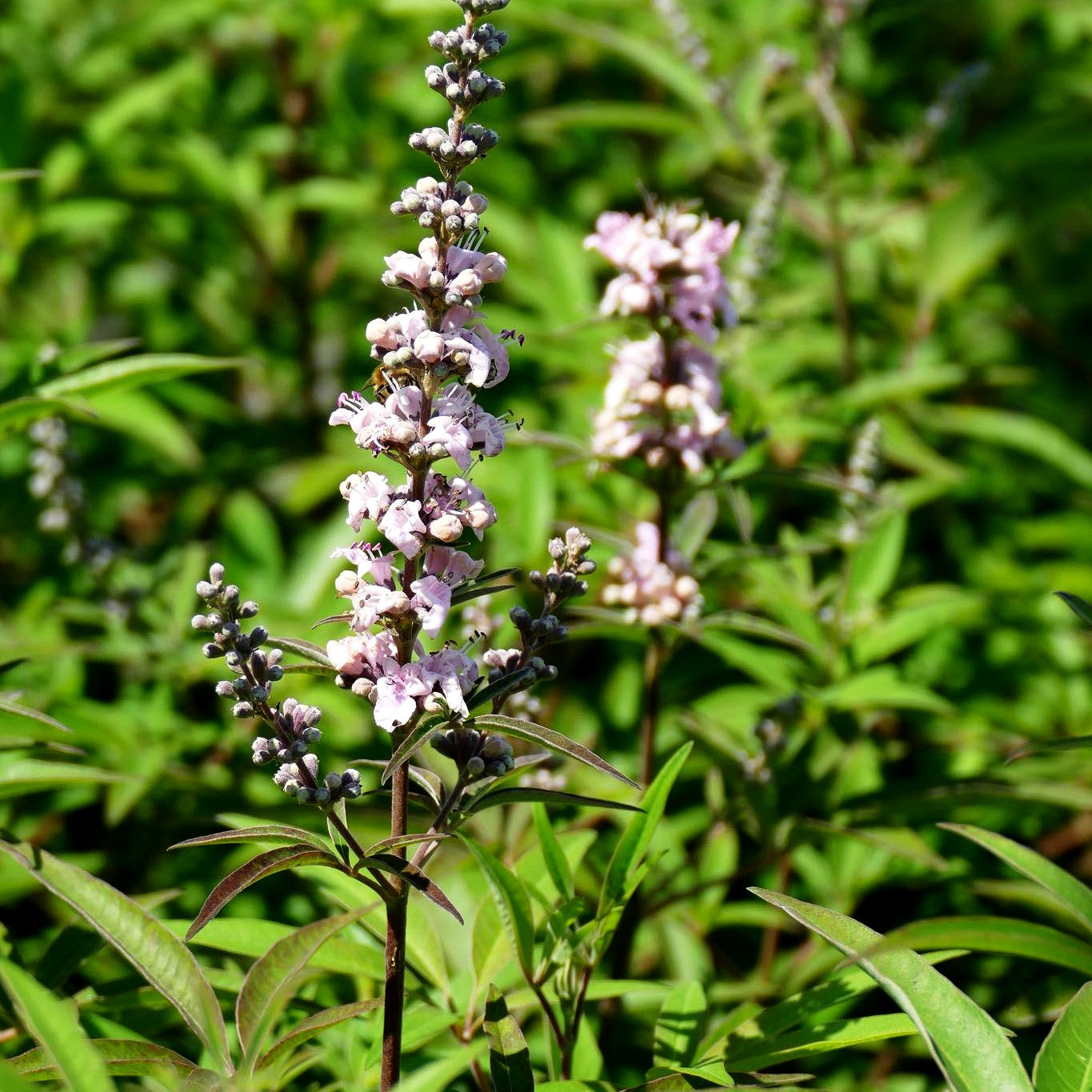 Mönchspfeffer 'Galactic Pink' (Vitex agnus-castus)