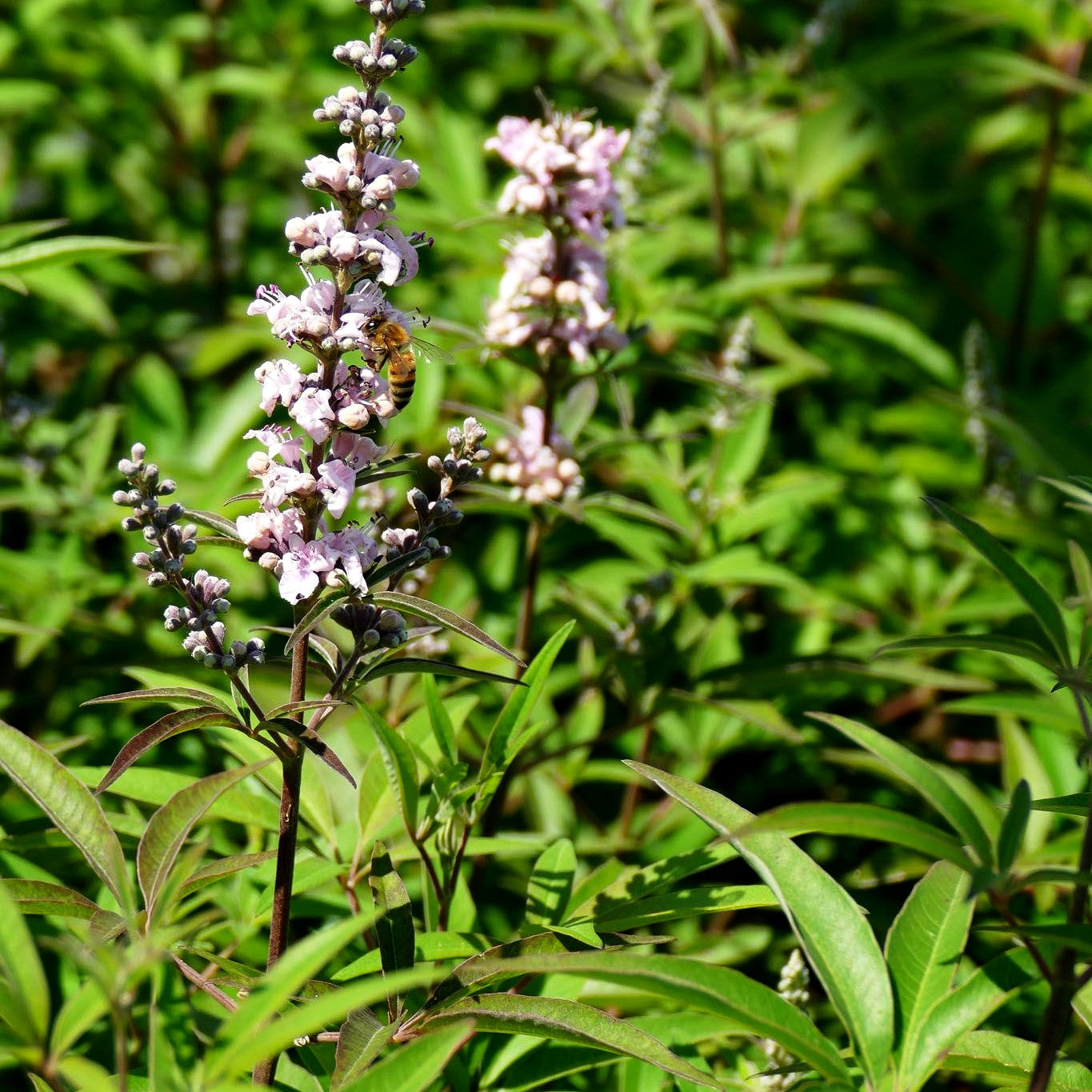 Mönchspfeffer 'Galactic Pink' (Vitex agnus-castus)
