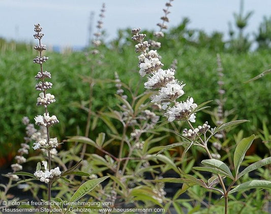 Mönchspfeffer 'Silver Spire' (Vitex agnus-castus)