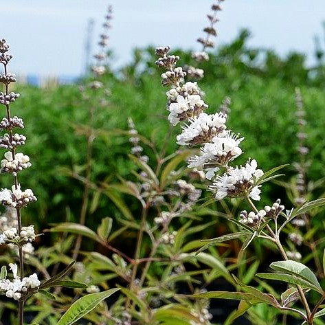 Mönchspfeffer 'Silver Spire' (Vitex agnus-castus)