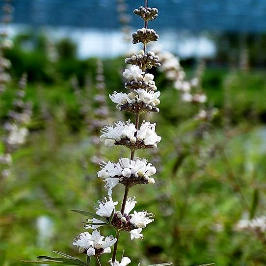 Mönchspfeffer 'Silver Spire' (Vitex agnus-castus)