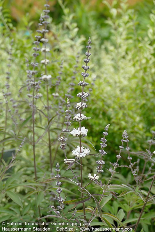 Mönchspfeffer (Vitex agnus-castus latifolia alba)