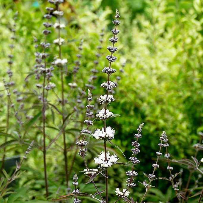 Mönchspfeffer (Vitex agnus-castus latifolia alba)
