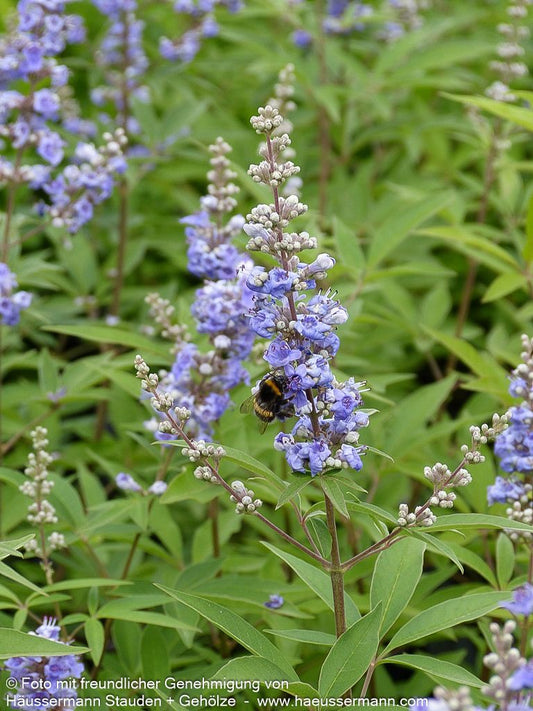 Mönchspfeffer (Vitex agnus-castus latifolia)