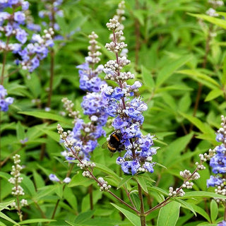 Mönchspfeffer (Vitex agnus-castus latifolia)