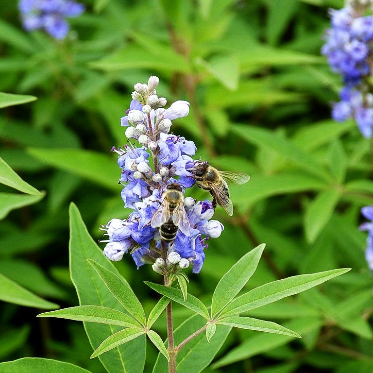 Mönchspfeffer (Vitex agnus-castus latifolia)