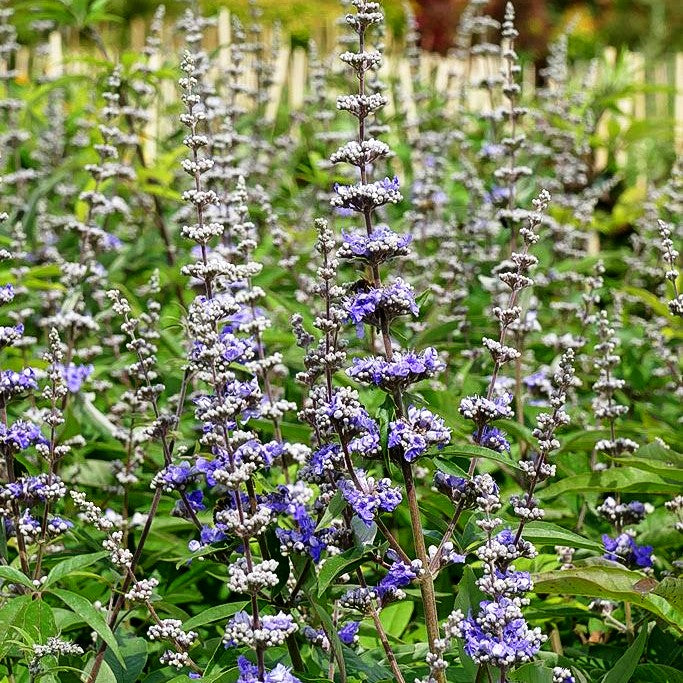 Mönchspfeffer (Vitex agnus-castus latifolia)
