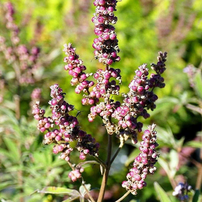 Mönchspfeffer (Vitex agnus-castus latifolia)
