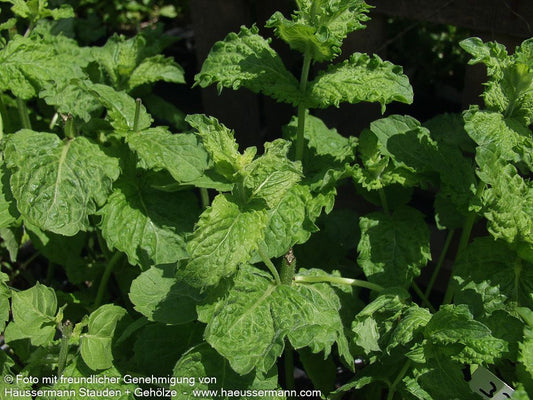 Mojito-Minze 'Nemorosa' (Mentha x cult.)
