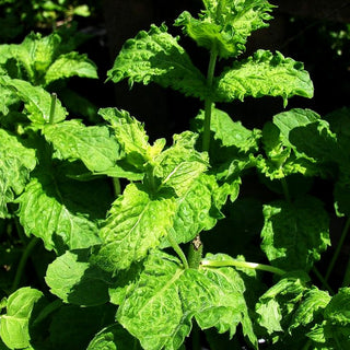 Mojito-Minze 'Nemorosa' (Mentha x cult.)
