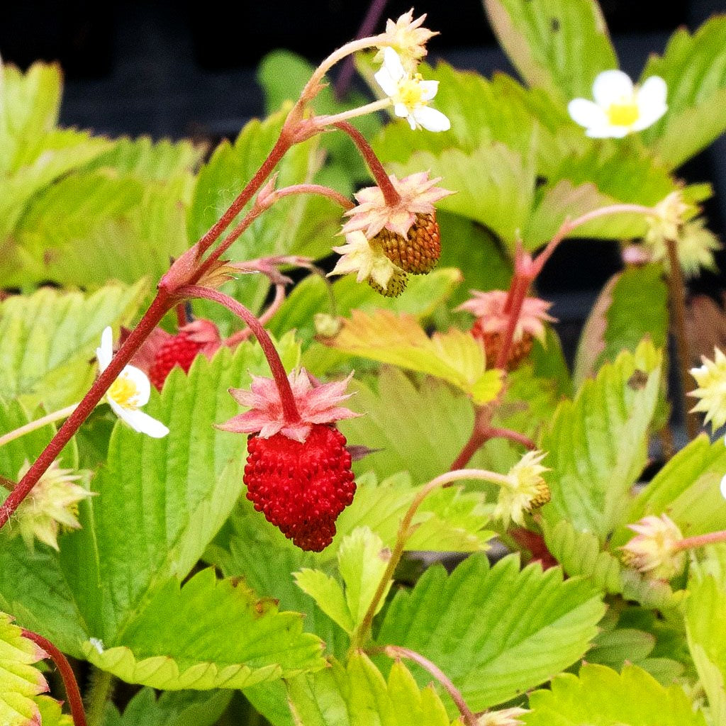 Monats-Erdbeere 'Alexandria' (Fragaria vesca var.semperfl.)