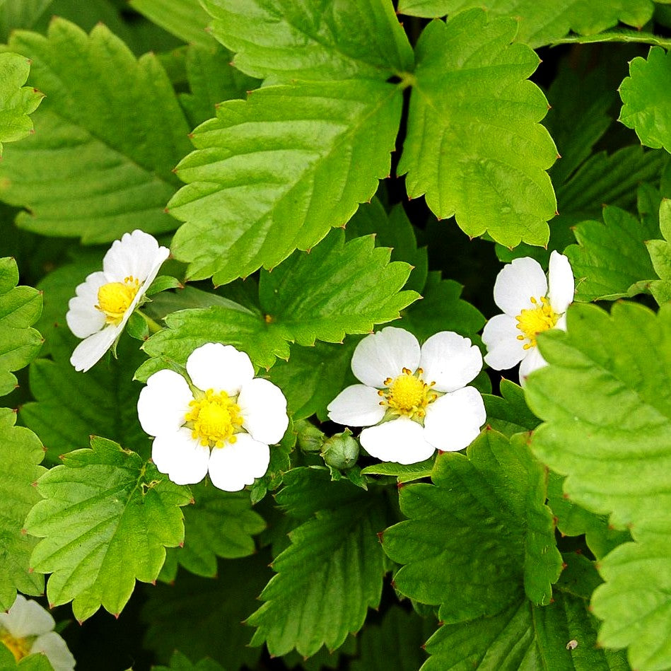 Monats-Erdbeere 'Alexandria' (Fragaria vesca var.semperfl.)
