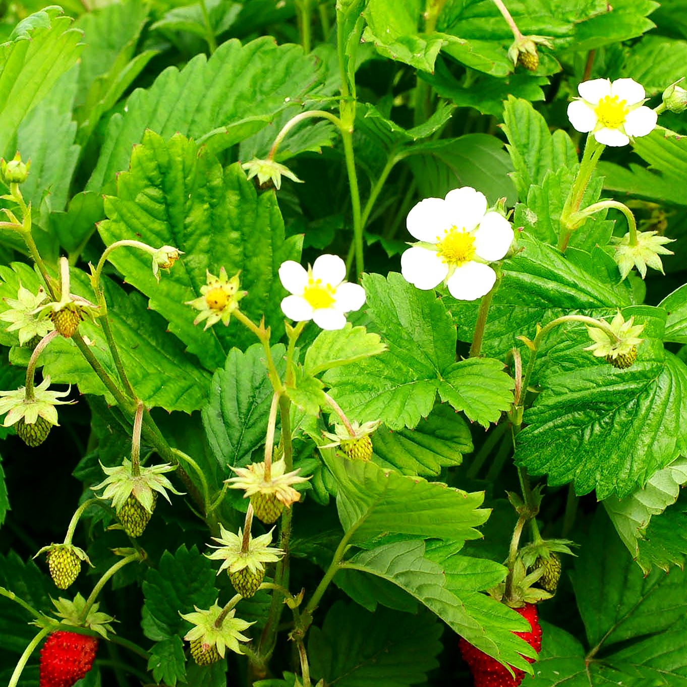 Monats-Erdbeere 'Alexandria' (Fragaria vesca var.semperfl.)