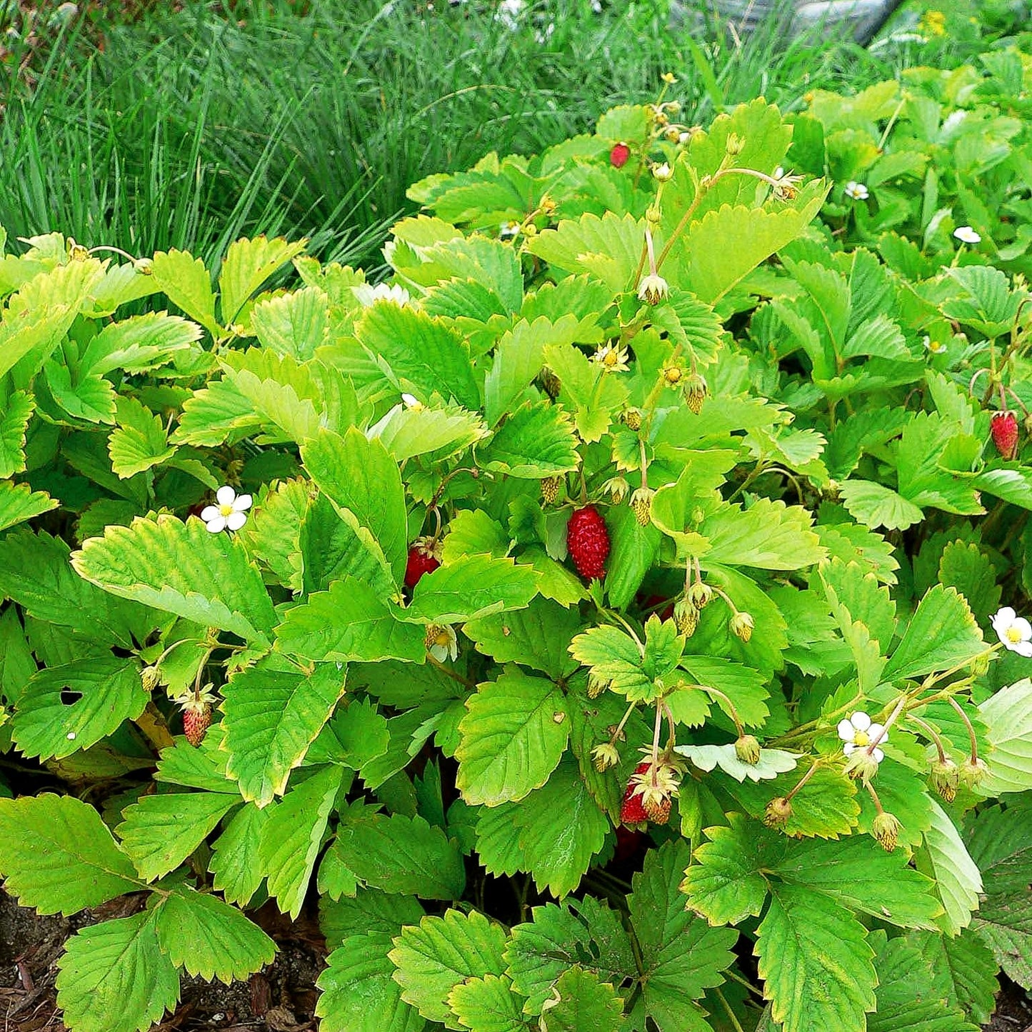 Monats-Erdbeere 'Alexandria' (Fragaria vesca var.semperfl.)